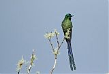 Long-tailed Sylph